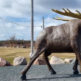 Und weil wir leider keinen lebendingen "Moose" (Elch) gesehen haben, gibt es zum Glück noch Imitationen zum Fotografieren ;-). 
