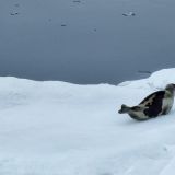 Eine Robbe chillt auf einer Eisscholle. 
