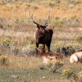 Bei unserem Besuch des "Yellowstone National Parks" herrscht gerade Brunftzeit der ansässigen Hirsche. Statt einem tiefen Röhren wie bei uns zu Hause, erinnern die Rufe hierzulande eher an quietschende Bremsen. :-)
