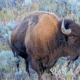 Bisons sind im Park nicht mehr wegzudenken und da sich die Tiere an Mensch und Fahrzeuge gewöhnt haben, lassen sie sich auch gut fotografieren.
