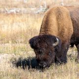Unterwegs treffen wir wieder mal auf einen Parkbewohner, einem Bison. 
