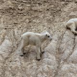 Beim "Icefield Parkway" treffen wir auf den putzigen Nachwuchs der "Schneeziegen".
