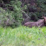 Es ist schon lustig, auf dem "Icefield Parkway" sehen wir praktisch keine Tiere. Kaum verlassen wir aber die Parkgrenze, zeigt sich uns ein junger Elchbulle. 
