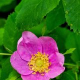 Immer wieder lesen wir auf den Auto-Nummernschildern aus Alberta den Spruch: "The Wild Rose Country". Endlich sehen wir nun die Wildrose in natura.
