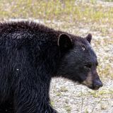 Dieser Schwarzbär kam so nahe an unseren Duro heran, dass wir nicht mal mehr den ganzen Körper fotografieren konnten. 

