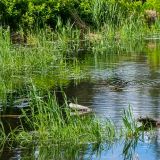... finden wir einen kleinen Teich mit zwei Bibern. 
