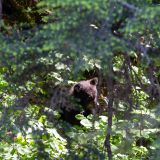 Durch die Büsche entdecken wir aber die zwei kleinen Bären, die mit ihrem Flaum auf dem Kopf wie Teddybären aussehen. So verspielt wie sie sind, würde man sie am liebsten knuddeln. 
