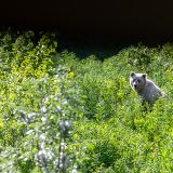 Das hätte bös ins Auge gehen können. Dieser blonde Grizzly springt aus dem Gebüsch vor unser Auto und Roger musste eine Vollbremsung machen, um ihn nicht zu überfahren. 
