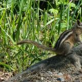 Nur Skippy, unser persönliches Streifenhörnchen, hatte seinen riesigen Spass mit den Motten und konnte sich schon mal seinen Wintervorrat anfuttern. 
