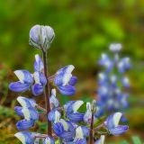 Am Wegesrand blühen die unterschiedlichsten Wildblumen, wie hier die arktische Lupine.
