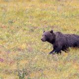 Dieser Grizzly geniesst die Vorzüge des Herbstes mit den reifen Beeren. 
