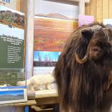 Im fantastisch hergerichteten Visitor-Centre in Inuvik verbringen wir viel Zeit. Auch treffen wir hier wieder auf Anita's Lieblingstier der Arktis, einen Moschusochsen.  
