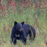 Der Yukon liegt hinter uns, jetzt sind wir wieder in British Columbia. Kaum passieren wir die Staatsgrenze, geht es wieder tierisch zur Sache. 

