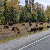 Auf dem Alaska Highway ist so einiges los. So stossen wir auch auf eine Bisongruppe, die gerade den Highway überqueren möchte. 
