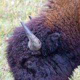 Bisonbulle
