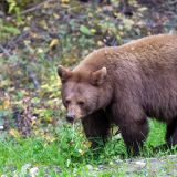 Wir sind keine Minute vom Roadhouse entfernt, als wir diesen Grizzly entdecken. So wie's aussieht, ist dieser gut vorbereitet für den kommenden Winterschlaf. 
