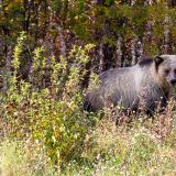 Und hier ist noch der im Reisebericht beschriebene Grizzly, der sich wahrscheinlich ebenfalls die Nordlichter reingezogen hat und bei uns für einen Sprint in den Duro sorgte, als wir das Rascheln im Gebüsch hörten. 
