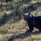 Und wieder ein ziemlich gut genährter Grizzly. Aber halt - …
