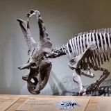 In den Badlands befindet sich der "Dinosaur Provincial Park", einem Weltnaturerbe. Hier wurden 350 komplette Dinosaurier-Skelette ausgegraben und 42 verschiedene Dinosaurier-Arten entdeckt.
