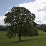 Sieht ja irgendwie aus wie zu Hause im Appenzellerland, es handelt sich hier jedoch um die "New England Tablelands".
