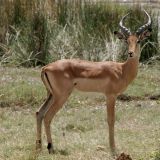 Ein Impala posiert vor der Kamera.
