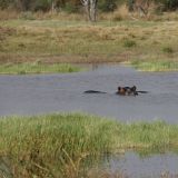 Hippo auf der Lauer. 
