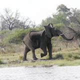 Was für ein glücklicher Elefant. 
