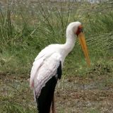 Gelbschnabel-Storch
