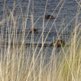 Wir Happy Hippos sind mit dabei...... etwa 20 Flusspferde tummelten sich in dieser kleinen Lagune herum.
