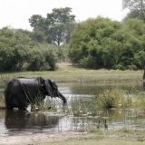 Badespass im Khwai River.
