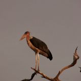 Marabu-Storch im Abendlicht.
