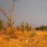 Abendstimmung im Chobe N.P.

