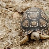 Ja auch das gibt es, einfach eine kleine Schildkröte.
