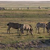 Eine kleine Herde Zebras. 
