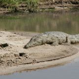 Krokodil beim Sonnen. 
