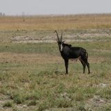 Auch ein stolzes Tier, die Rappenantilope. 

