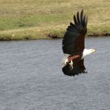Schreiseeadler im Landeanflug. 
