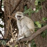 Grünmeerkatze im Chobe N.P.
