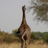 Tja, das war's schon wieder von uns. Wir machen uns jetzt auf den Weg nach Namibia. Bis bald.....
