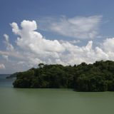 Wir fahren an dichtem Dschungel vorbei, aehnlich einer Amazonas-Kreuzfahrt. 

