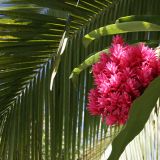 Die "Flora" in Tahiti ist wirklich top.
