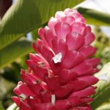 Blumen in Tahiti. 

