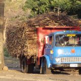 Zuckerrohrtransporter in Lautoka (Fidschi). 
