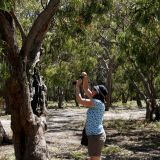 Die Koala-Spotterin. Über 20 Koalas haben wir in einer Stunde gesehen. Wenn nicht die höllischen Mücken uns total zerstochen hätten, wären es bestimmt ein paar mehr geworden.  

