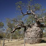 Der "Boab Prison Tree", kurz vor Derby. 
