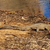 Freshie (Frischwasserkrokodi) beim Sonnen in der "Windjana Gorge". 
