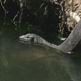 Der Echse wird es wahrscheinlich langsam mulmig wenn die Kinder sie schon auf dem Speiseplan sehen und verdrückt sich schnell ins Wasser. 
