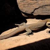 Ein schöne Echse entdecken wir zwischen den Felsspalten. So haben wir auf unserem "Boots-Türli" sogar noch etwas Wildlife gesehen. 
