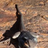 Dieser kleine Lizzard schaut uns aber extrem schräg an 
