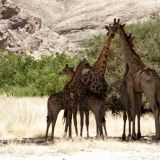 Eine Giraffenfamilie lässt sich von uns nicht aus der Ruhe bringen.
